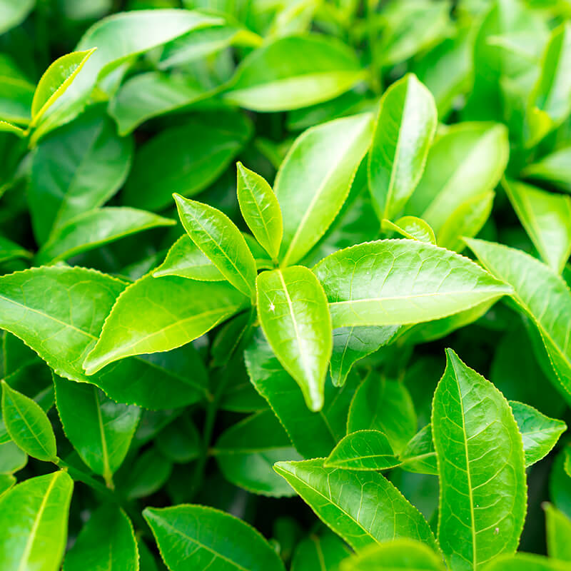 100% Natural Skincare and Makeup hero ingredient - Greef Tea leaf extract - Calming and reparing damaged skin | Certified Vegan and Cruelty-Free | INIKA Organic