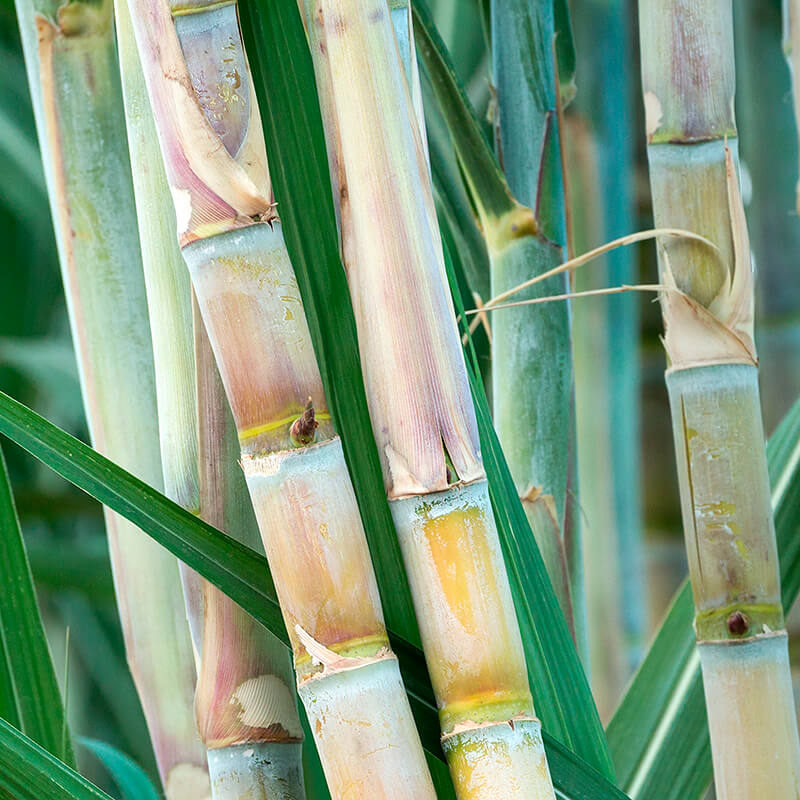 100% Natural Skincare and Makeup hero ingredient - Sugar Cane - benefits all skin types with natural AHAs and exfoliating properties | Certified Vegan and Cruelty-Free | INIKA Organic